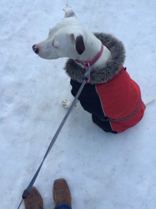 Snow puppy Sophia at 100 Mile Falls